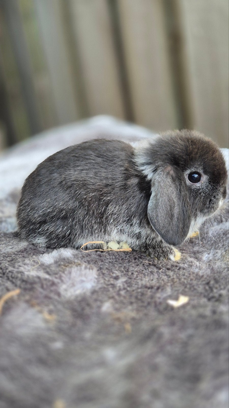Minilop rammetje, Dieren en Toebehoren, Konijnen, Mannelijk, Dwerg