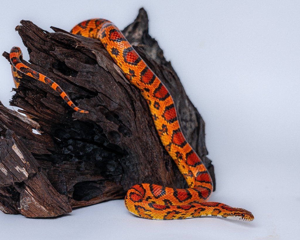 Okeetee korenslangen Corn Snake - female for sale from De Reptielenboer