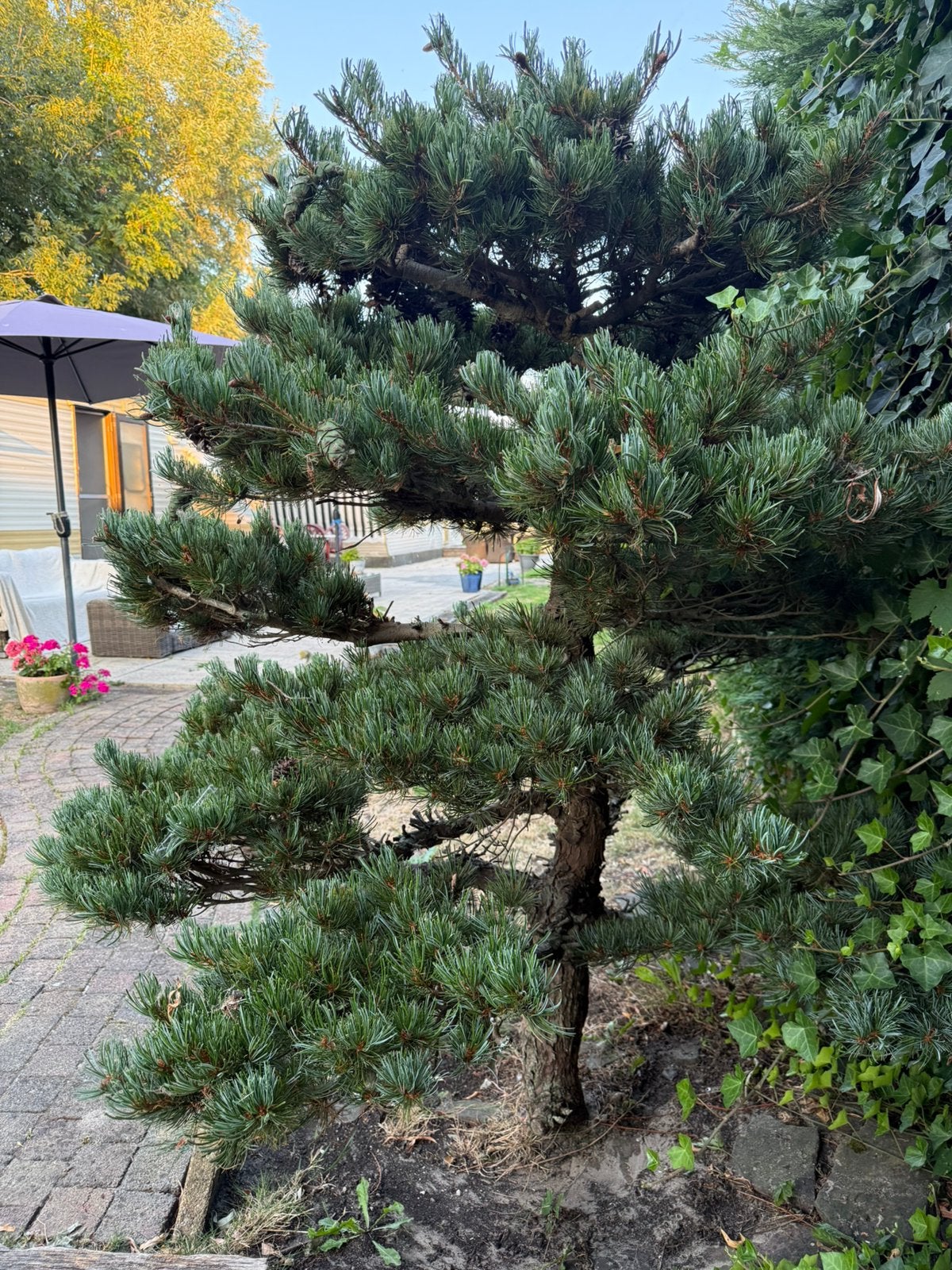 Pinus bonsai niwaki stijl gevormd pinus boom, Tuin en Terras, Planten | Bomen, Ophalen, Bloeit niet, Volle zon, Overige soorten