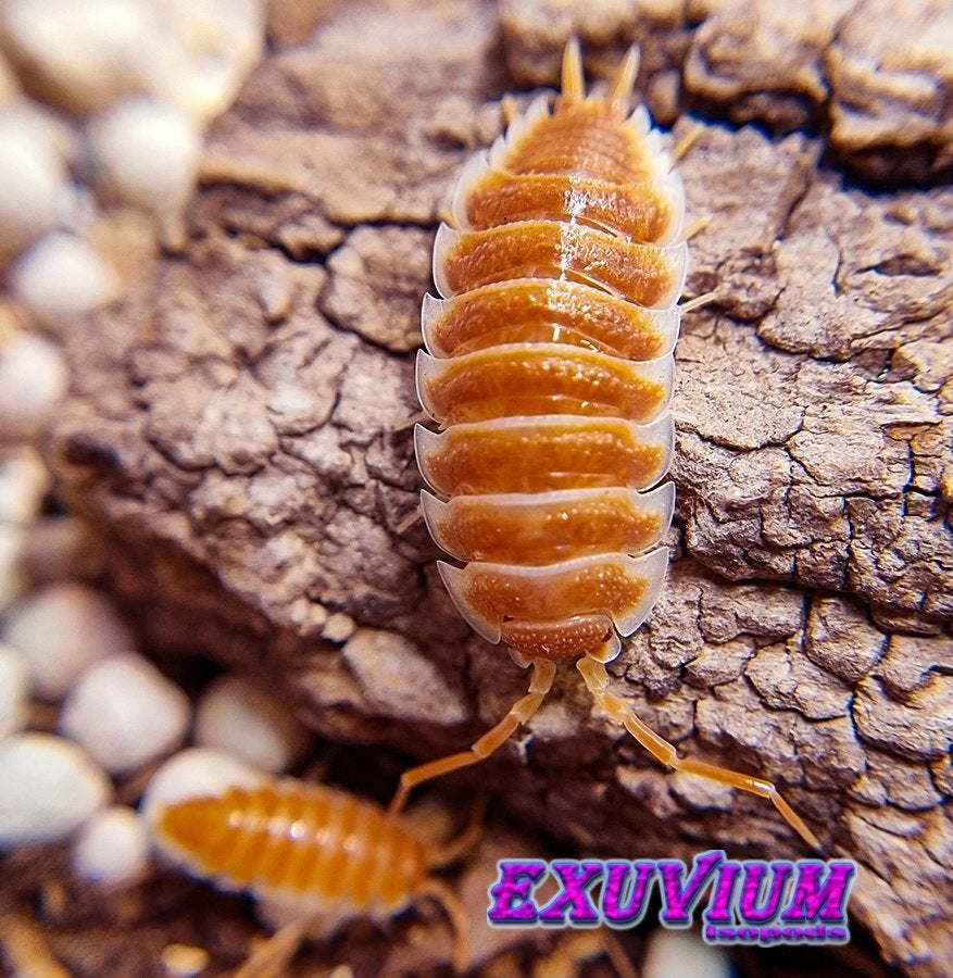 Porcellio hoffmannseggii Orange isopods / pissebedden, Overige soorten