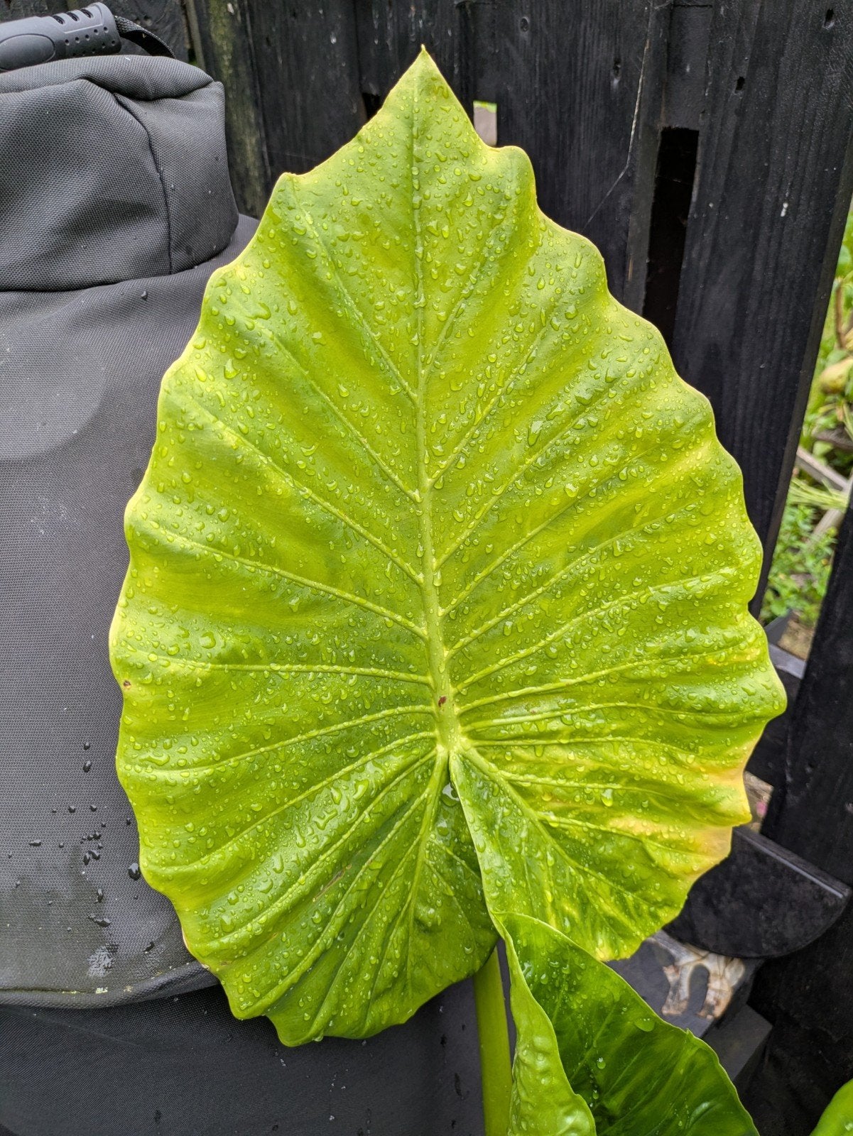 Alocasia Portodora knolletjes, Ophalen of Verzenden, Overige soorten, Volle zon