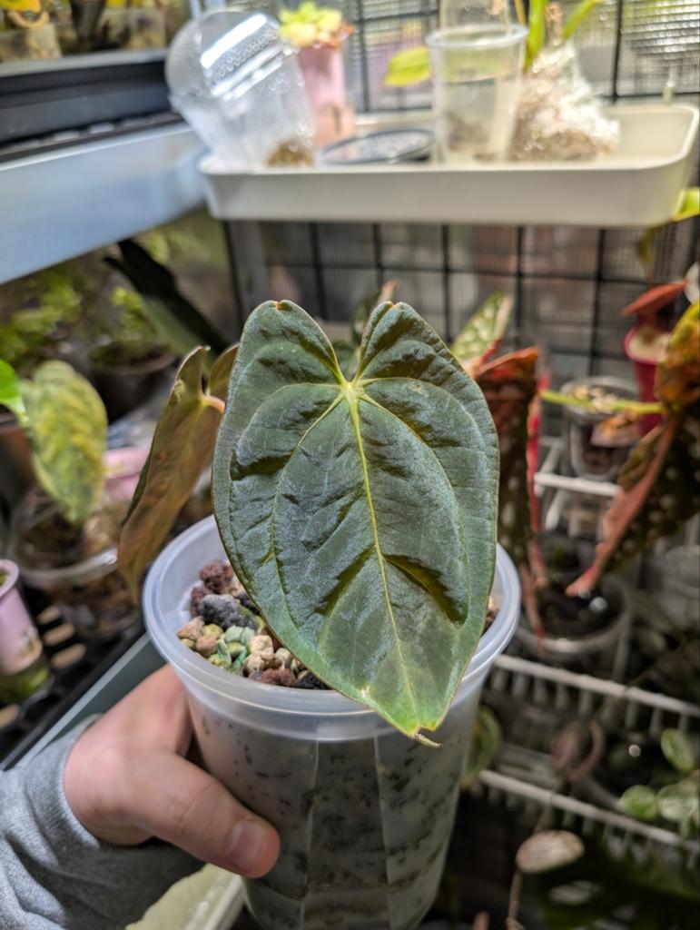 Anthurium Papillilaminum, Ophalen of Verzenden, Halfschaduw, Minder dan 100 cm