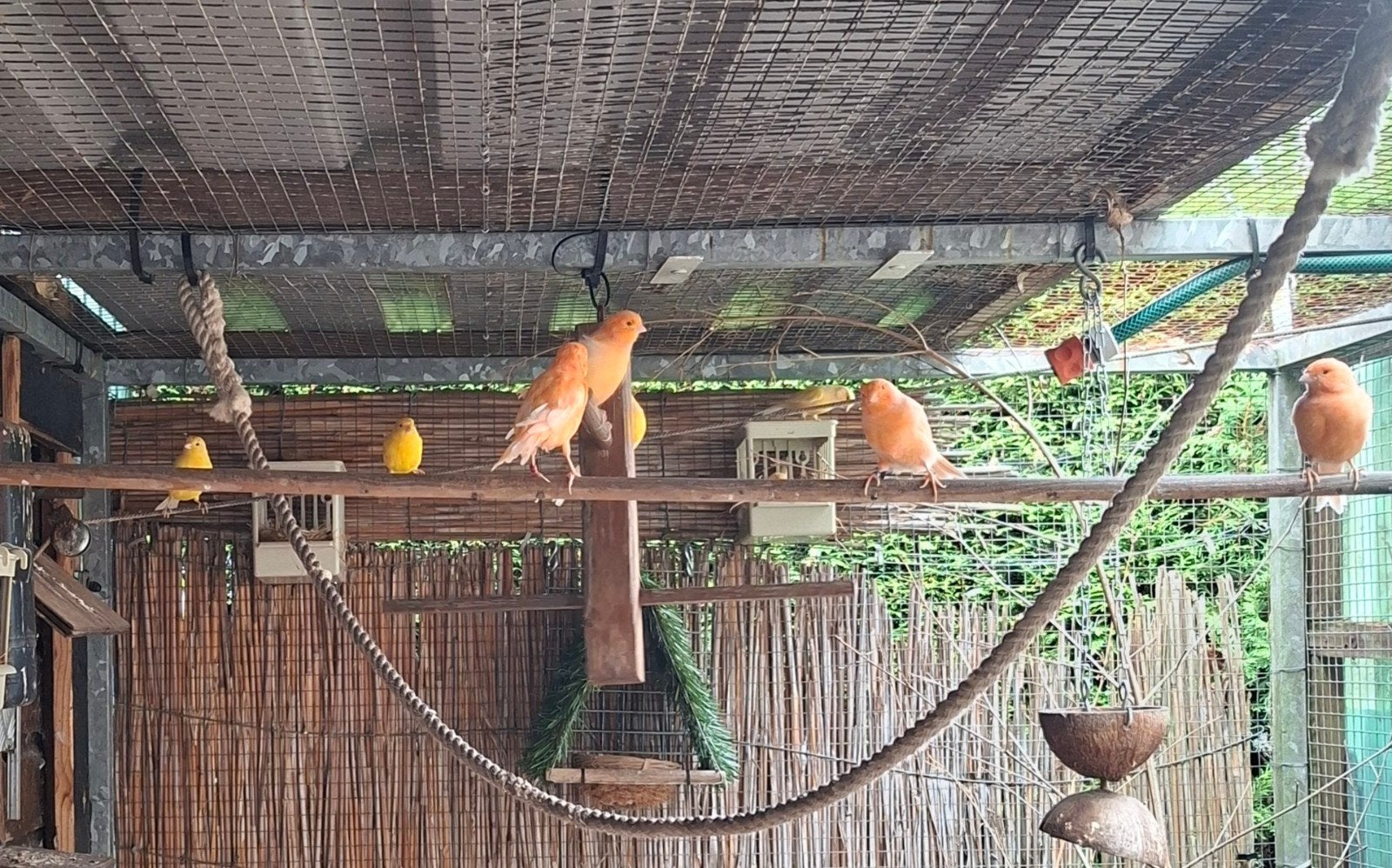 kanaries, Dieren en Toebehoren, Vogels | Kanaries, Geslacht onbekend, Kleurkanarie