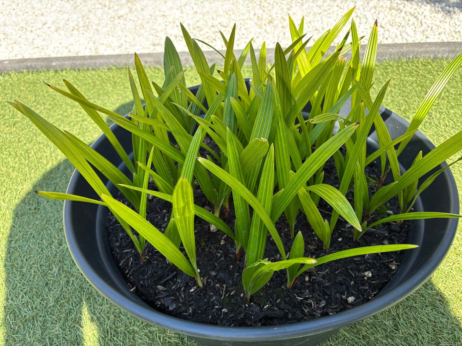 40 Palmboom zaailingen (Trachycarpus Fortunei) 1 jaar oud, Volle zon, Vaste plant, Bloeit niet, Ophalen