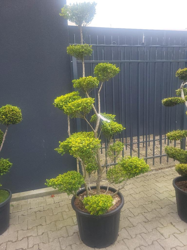Ilex crenata Green Hedge bonsai, Overige soorten, Lente, 100 tot 250 cm, Ophalen
