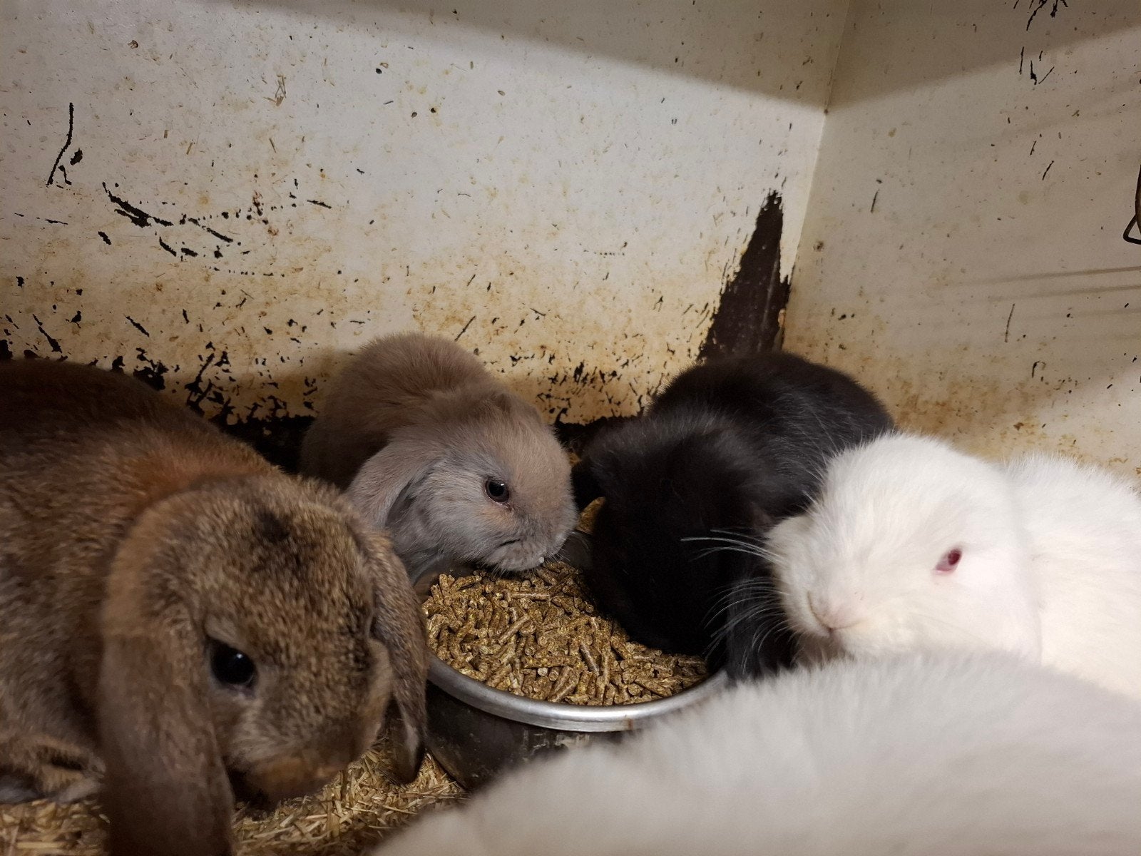 Mooie jonge konijntjes in verschillende kleuren, Meerdere dieren