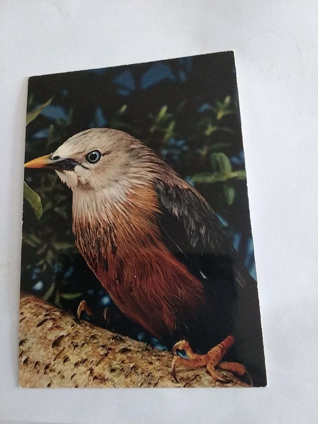 Ansichtkaart Exotische Vogel - Martin Malaber, Ophalen of Verzenden, 1960 tot 1980, Ongelopen, Frankrijk