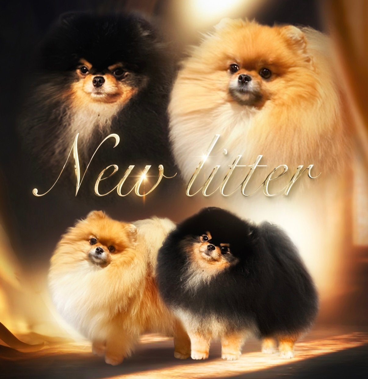 pomeranian  pomeriaan Dwergkees puppy's geteste ouders, Dieren en Toebehoren, Keeshond, 8 tot 15 weken, Parvo, Teef