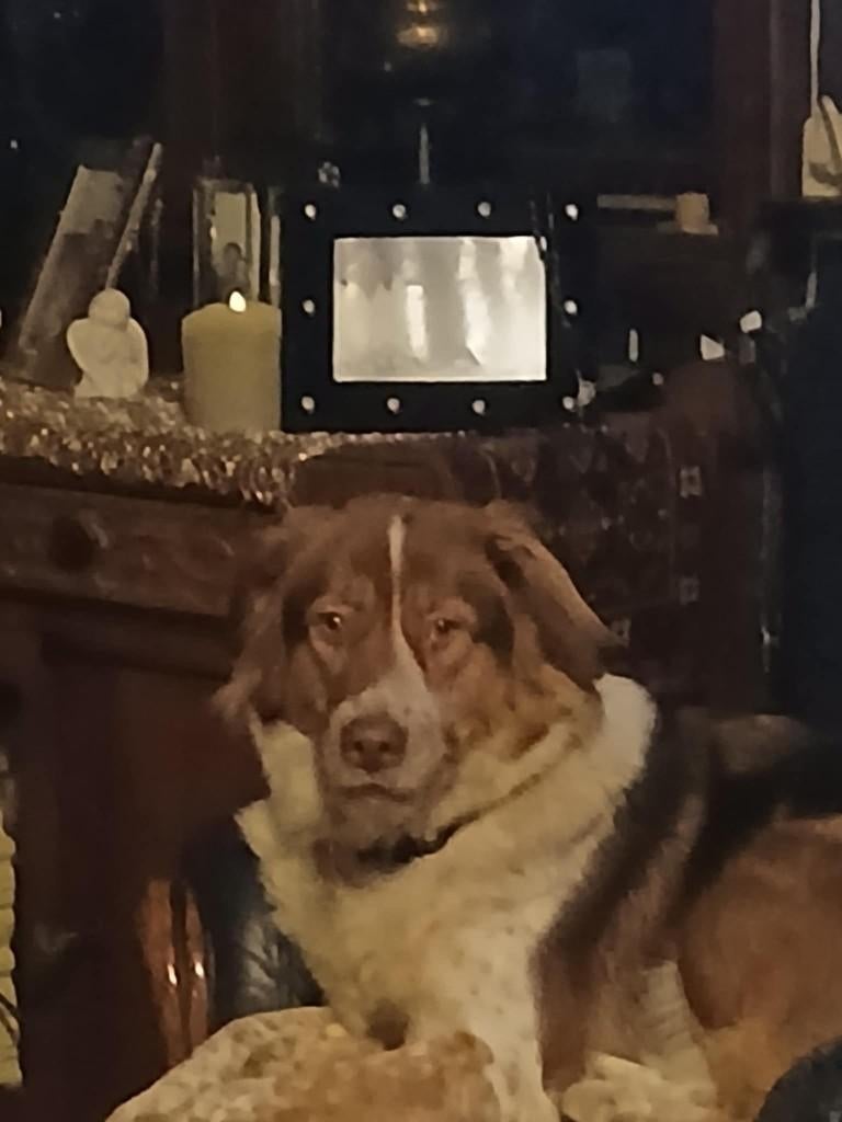 anoek hond, Dieren en Toebehoren, Honden | Niet-rashonden, Particulier, 1 tot 2 jaar, Buitenland, Teef