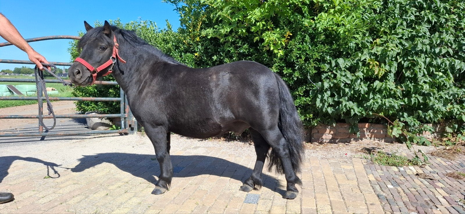 Shetlander ruin 4 jaar, Dieren en Toebehoren, Met stamboom, Ruin, 3 tot 6 jaar, Onbeleerd