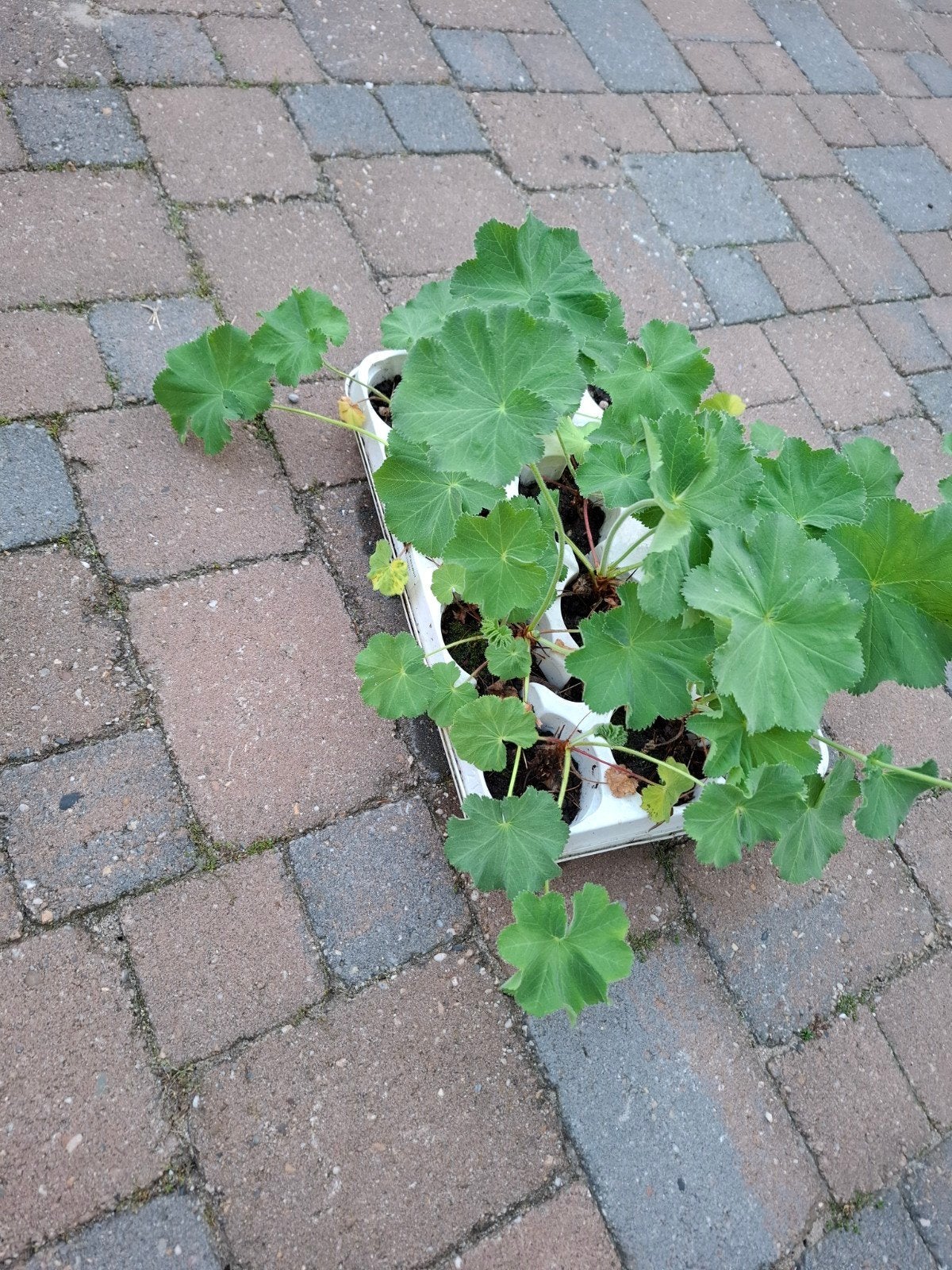 Alchemilla Mollis (Vrouwenmantel) plantjes, Tuin en Terras, Planten | Tuinplanten, Ophalen, Halfschaduw