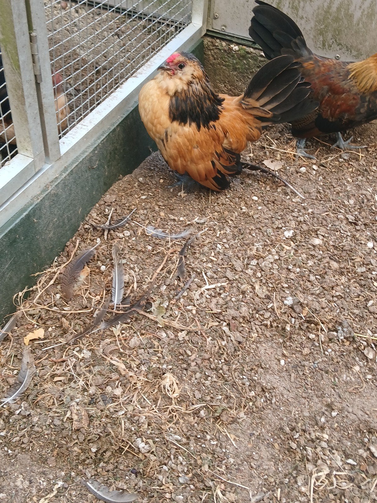 antwerpse baardkriel, Meerdere dieren, Kip