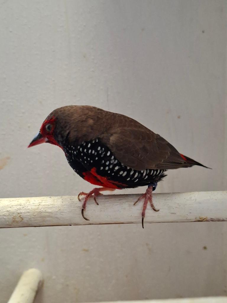 Te koop div tropen, Dieren en Toebehoren, Meerdere dieren, Tropenvogel, Geringd