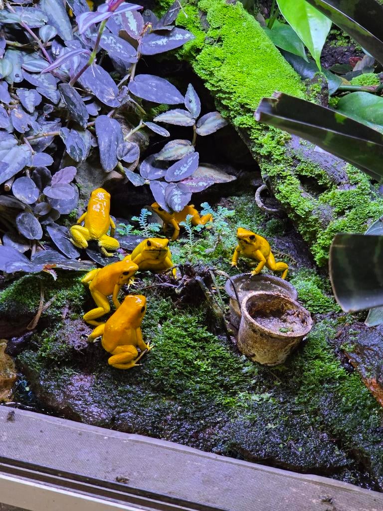 Phyllobates terribilis geel en geel/oranje, Amfibie, 0 tot 2 jaar