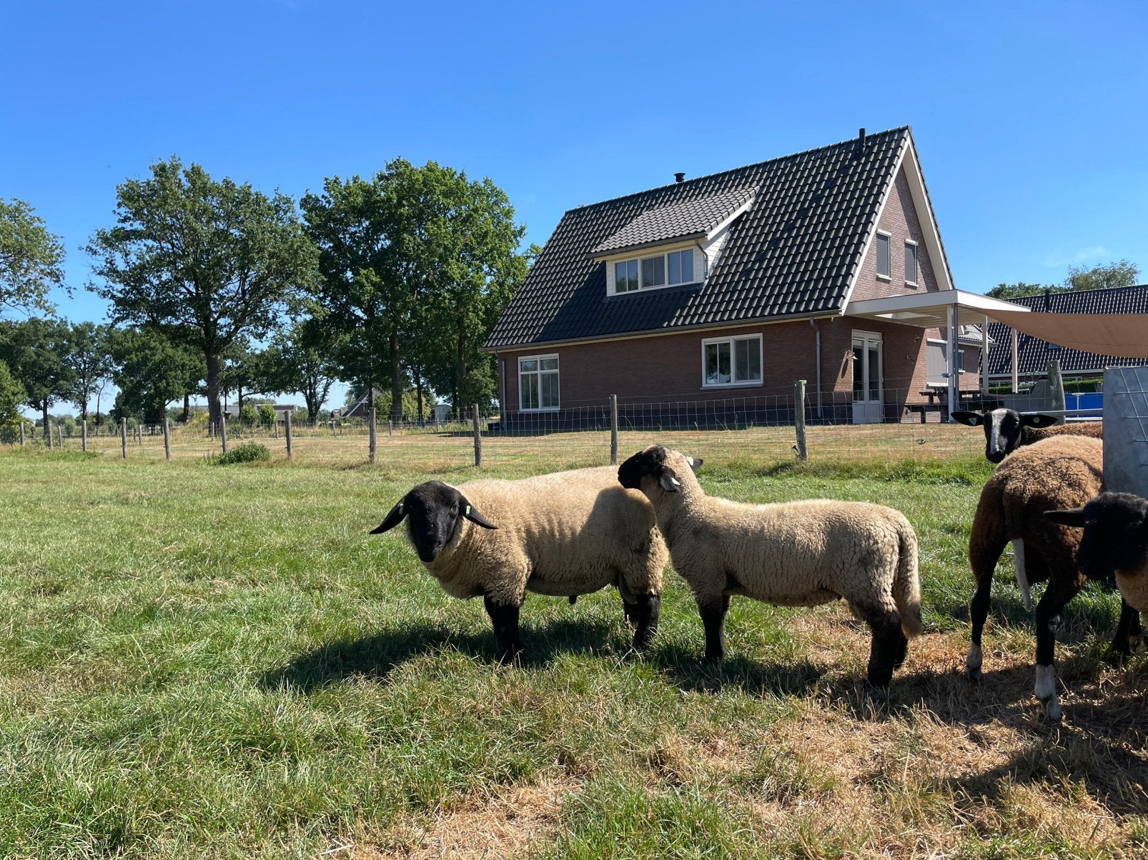 Suffolk Rammen tekoop, Mannelijk, Schaap, 0 tot 2 jaar