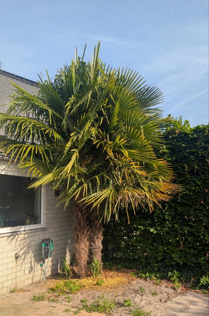 Grote winterharde palmboom, Ophalen, Overige soorten, Volle zon