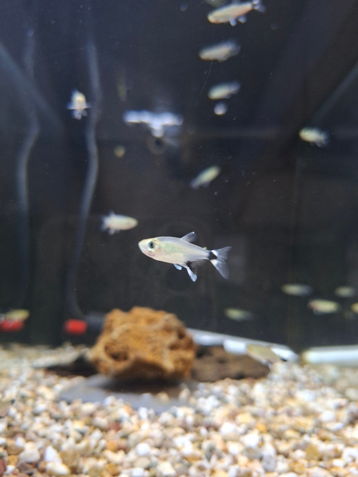Panda tetra, Dieren en Toebehoren, Vissen | Aquariumvissen, Vis