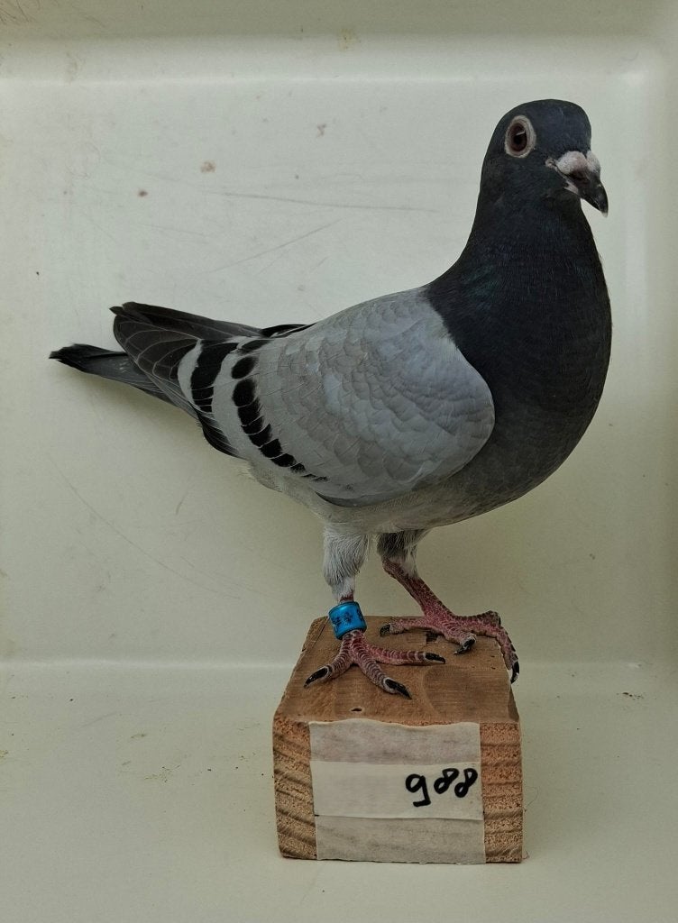 Te koop jonge duif uit "Tessa" (988), Vrouwelijk, Postduif