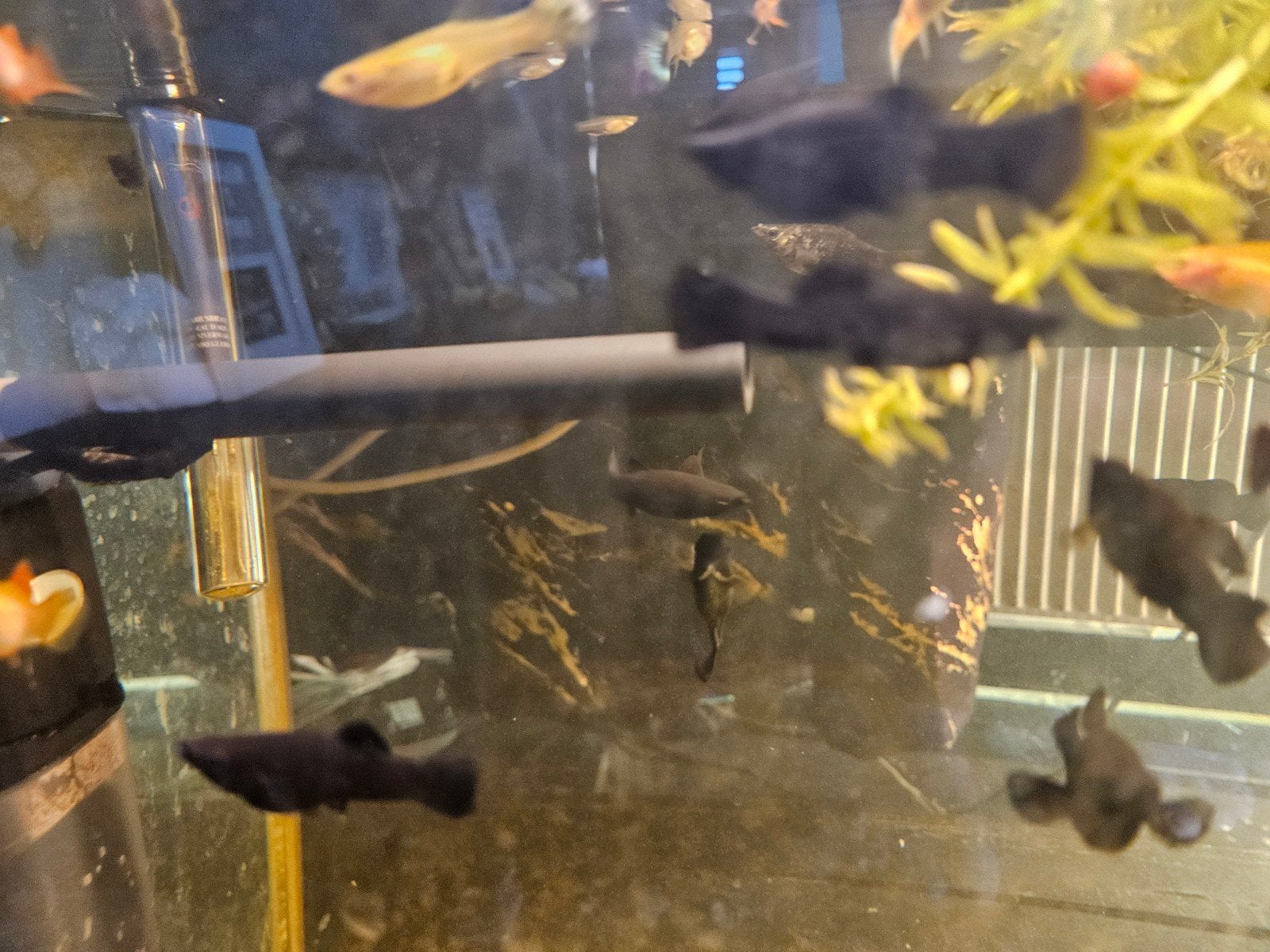 mooie fish