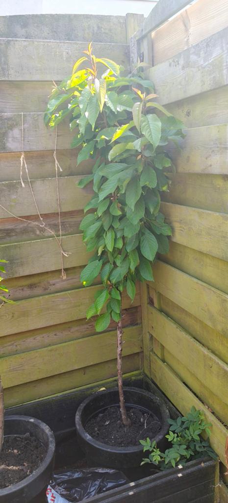 2 Zoete Kersenbomen - 3 jaar oud, in pot., Tuin en Terras, Planten | Bomen, Overige soorten, Zomer, Ophalen, Volle zon