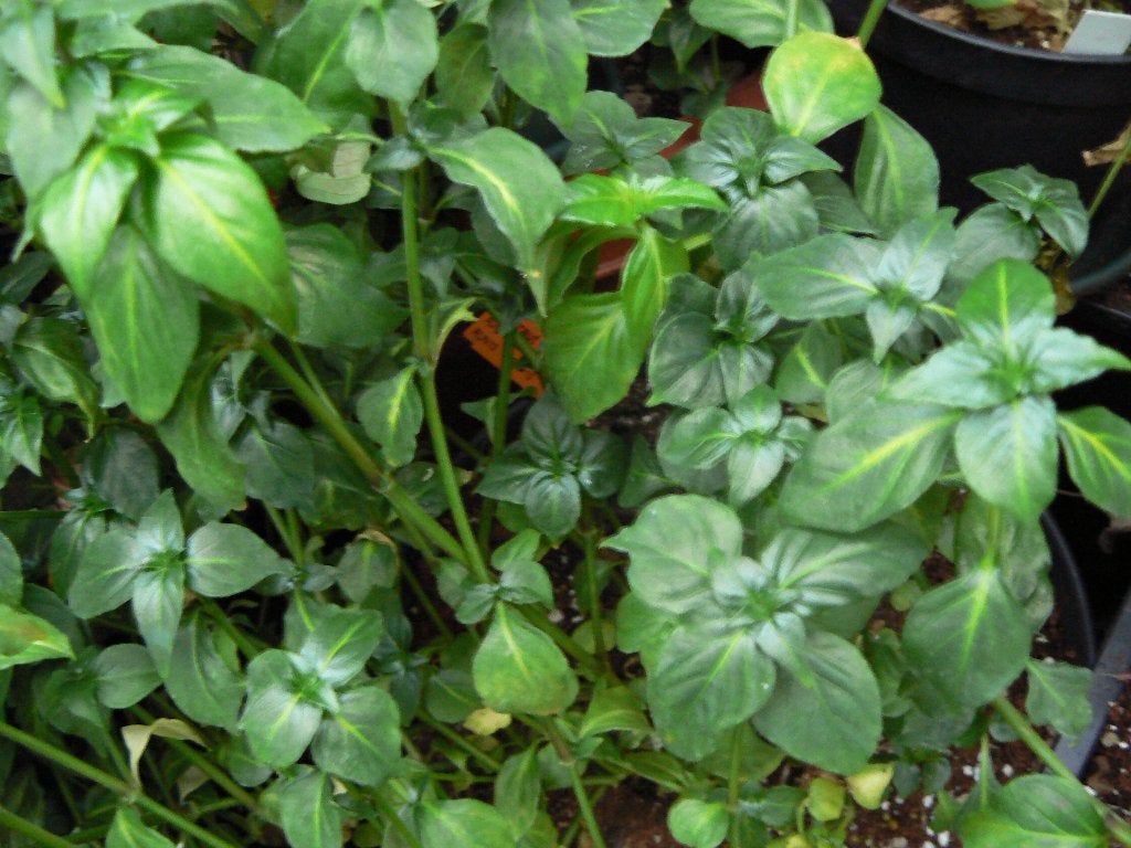 Rungia klossii Papoea Nieuw-Guinea champignonplant EETBAAR, Ophalen of Verzenden, Overige soorten, Halfschaduw, Minder dan 100 cm