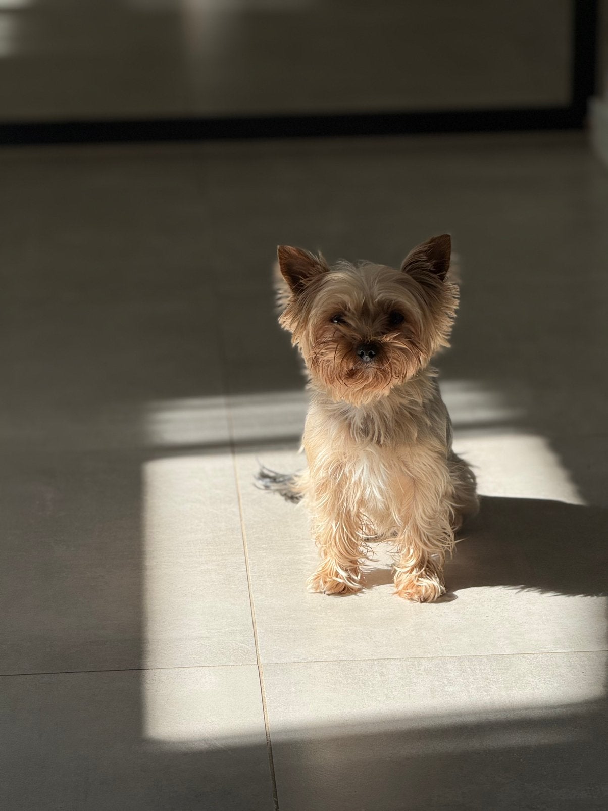 MILA yorkshire terrier mini, Yorkshire Terriër, Teef, Parvo, Eén hond