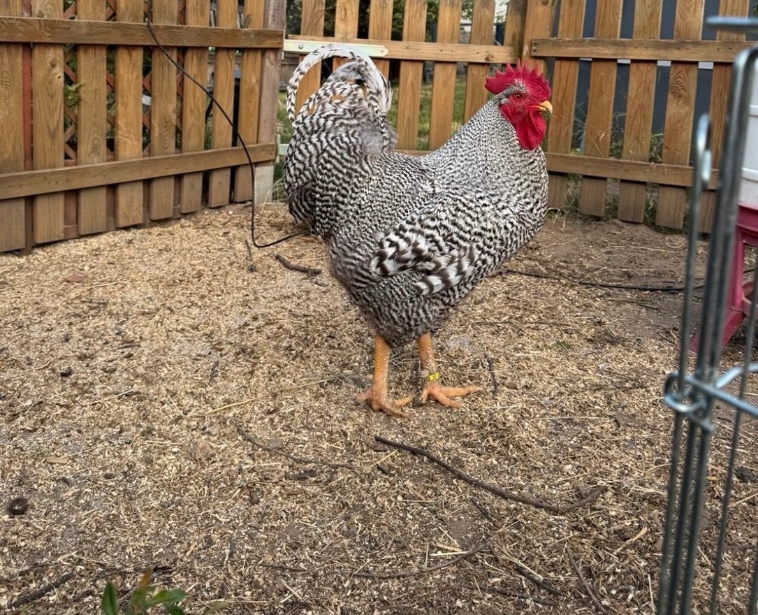 broedeieren Amrock, Dieren en Toebehoren, Pluimvee