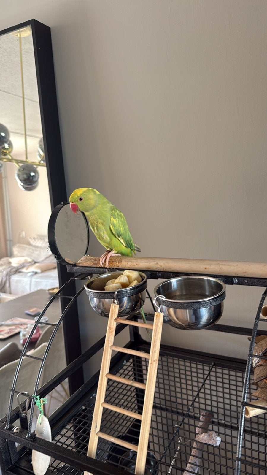 Groen/gele halsband parkiet genaamd Coco, Vrouwelijk, Parkiet, Tam
