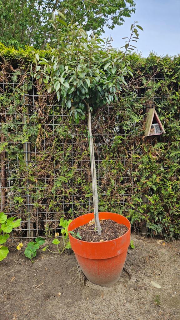 Elaeagnus op stam - Olijfwilg, Volle zon, Vaste plant, Bloeit niet, Ophalen