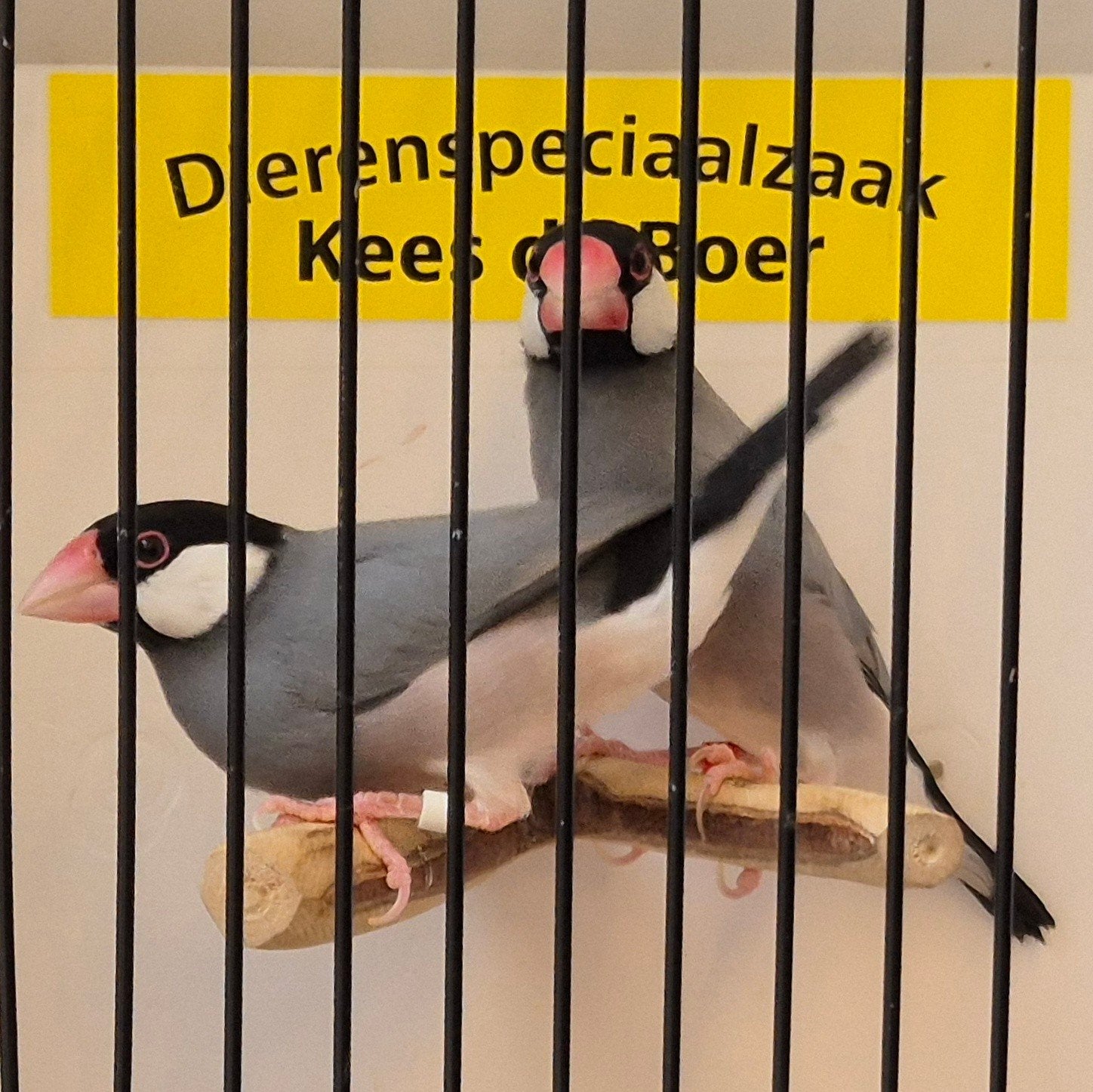 Koppel Rijstvogels, Meerdere dieren, Tropenvogel, Geringd