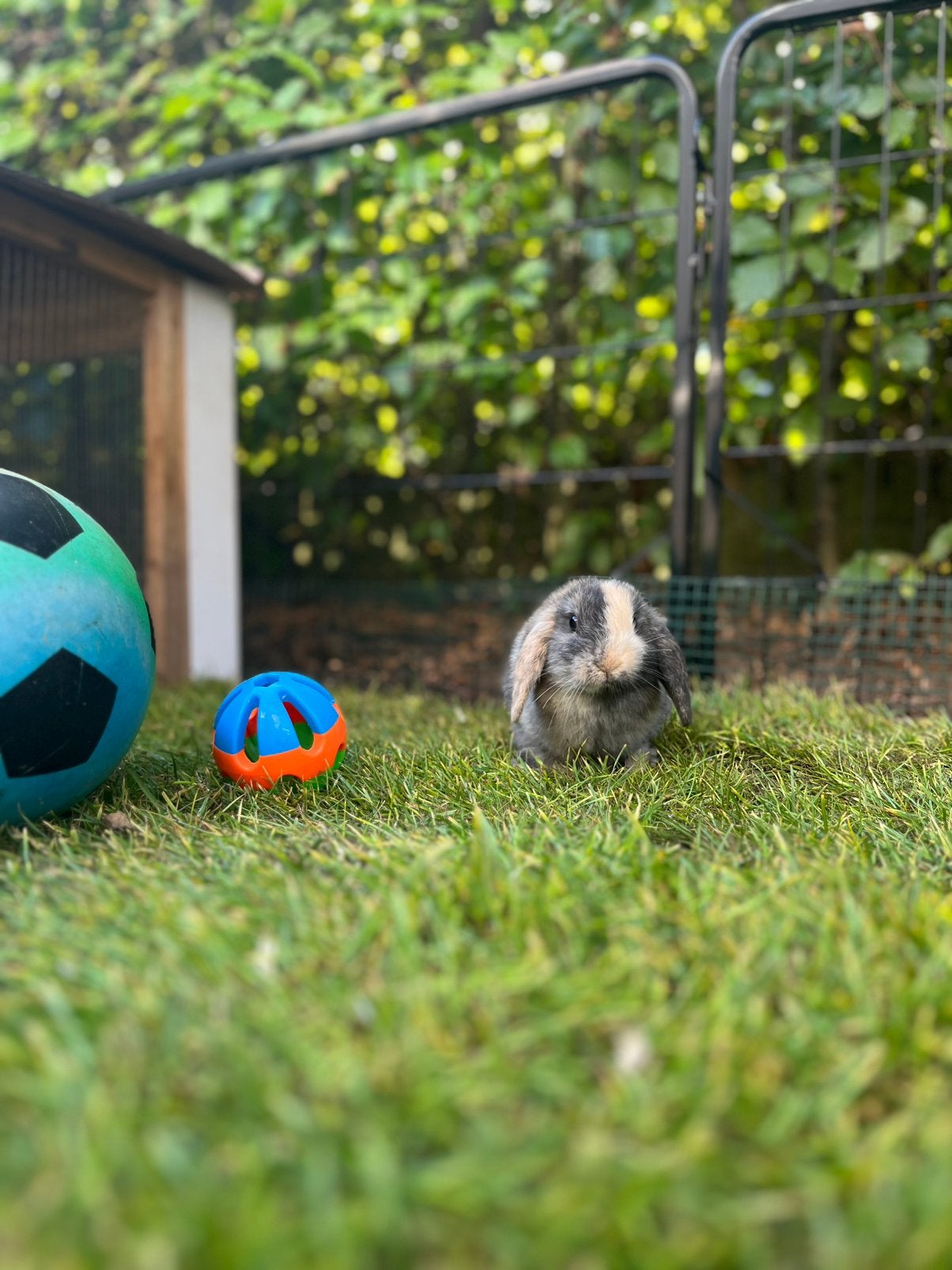 Twee mannetjes baby dwerg hang oor konijntjes, Dieren en Toebehoren, Mannelijk, Dwerg