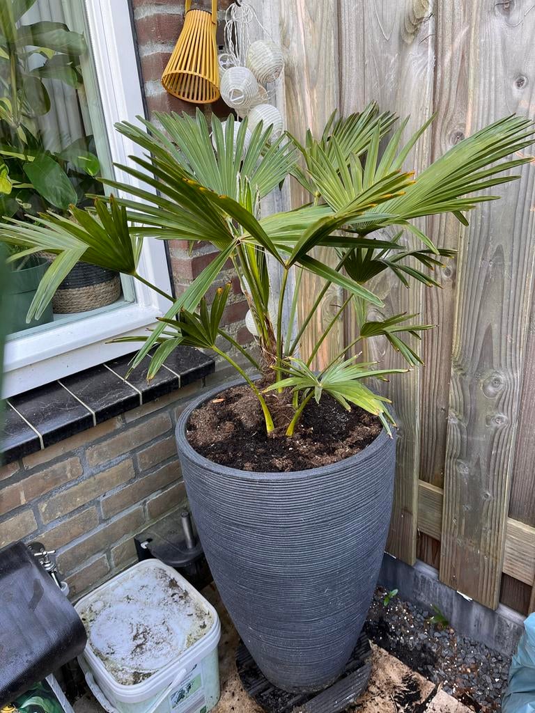 Palmboom in stijlvolle grijze pot, Tuin en Terras, Ophalen, Kunststof, Gebruikt, 100 cm of meer