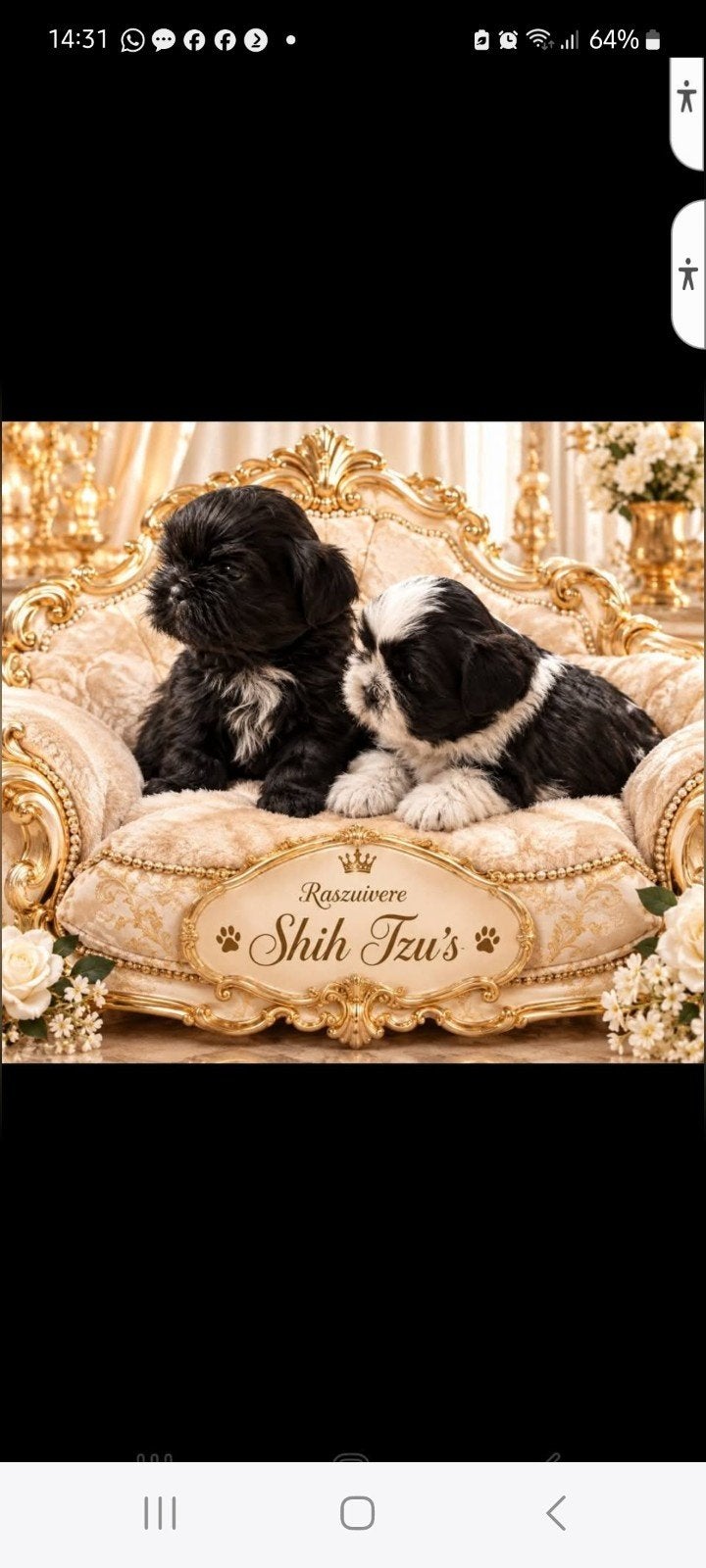 Prachtige raszuivere shih tzu pups, 8 tot 15 weken, CDV (hondenziekte), Meerdere, Nederland