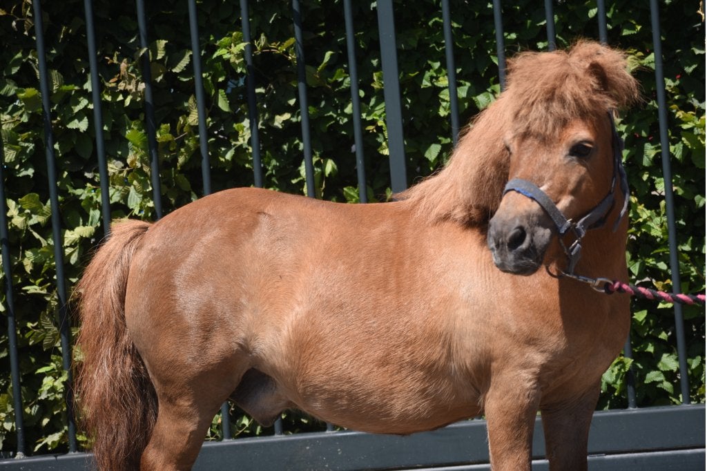 Prachtige Shetlanders met gouden hartjes, Met stamboom, Ruin, Zadelmak, A pony (tot 1.17m)
