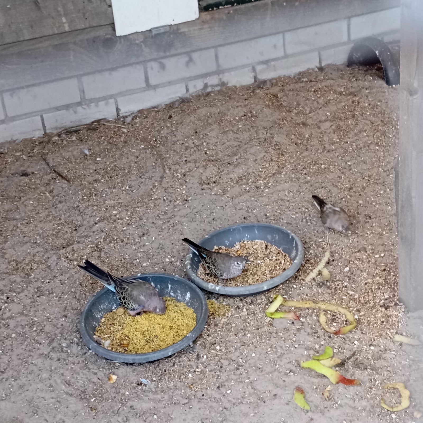 4 bourkes parkieten, Geslacht onbekend, Geringd