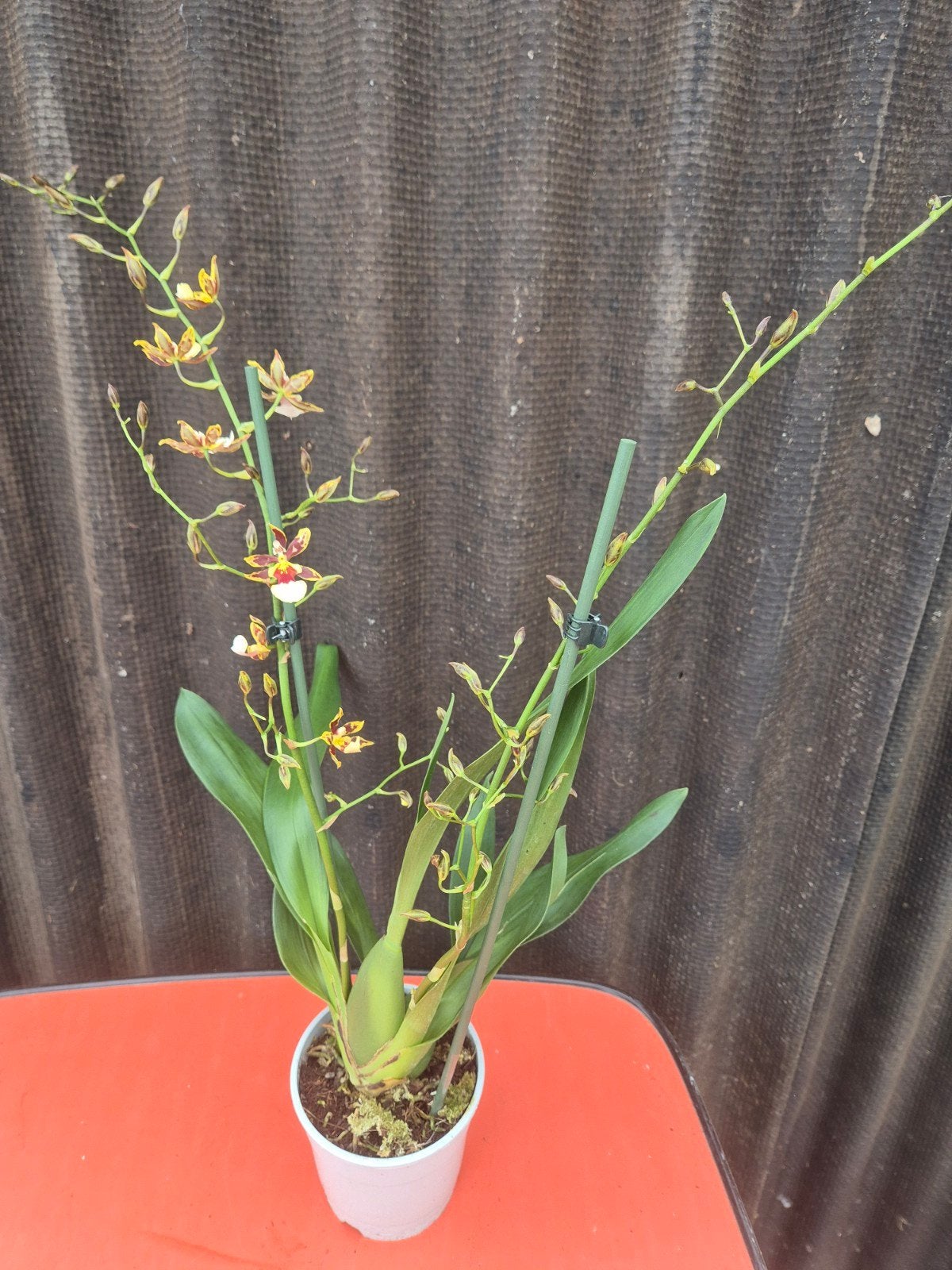 Orchidee Cambria p12 (4), Ophalen of Verzenden, Halfschaduw, Minder dan 100 cm