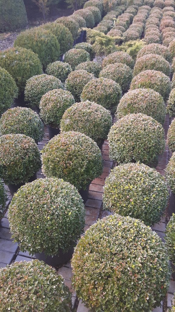 Buxus bollen en pyramides, Ophalen, Buxus, Minder dan 100 cm