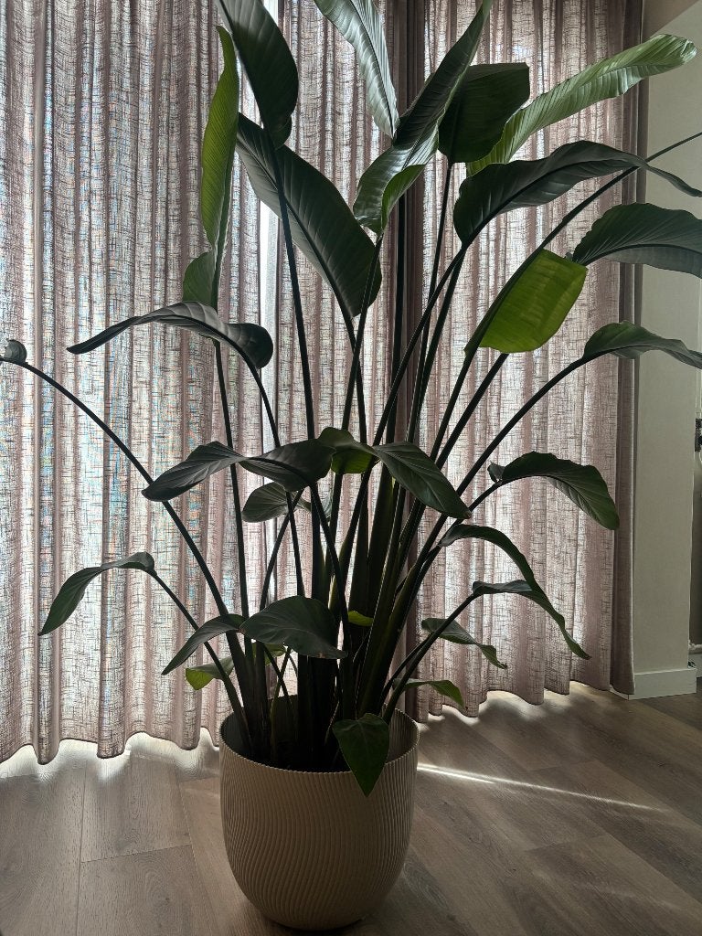 Strelitzia nicolai Kamperplant, Ophalen, Overige soorten, Halfschaduw, 150 tot 200 cm