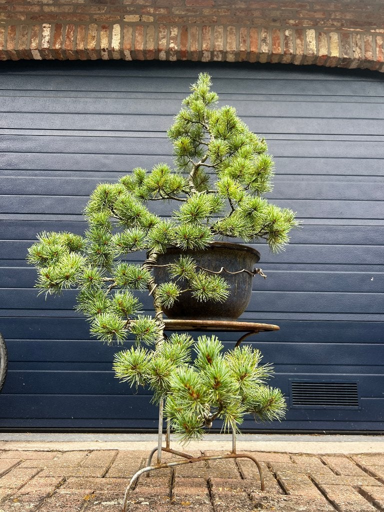 pinus parviflora bonsai, Tuin en Terras, Overige soorten, Lente, Minder dan 100 cm, Ophalen