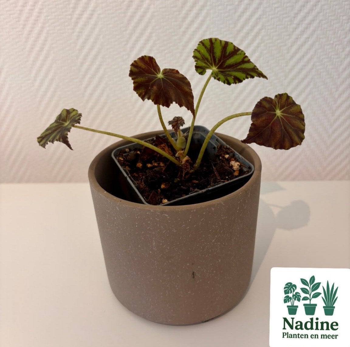 Begonia mazae nigricans, Ophalen of Verzenden, Halfschaduw, Minder dan 100 cm