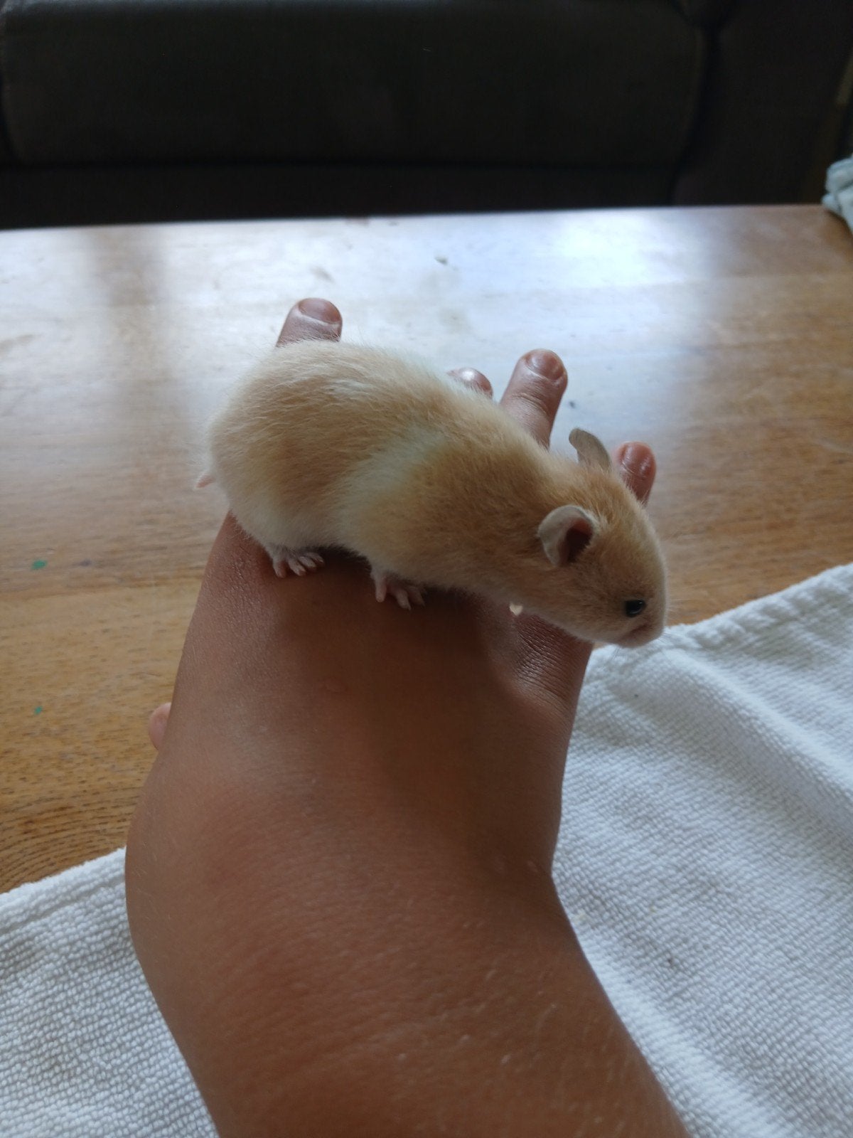 baby mannetjes goudhamster, Dieren en Toebehoren, Hamster, Augustus, Mannelijk, Tam