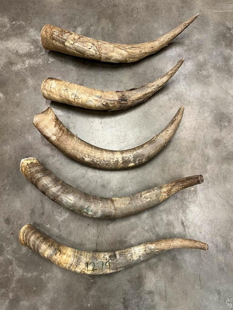 Hoorn,watusi hoorn,ruwe hoorn, Longhorn,