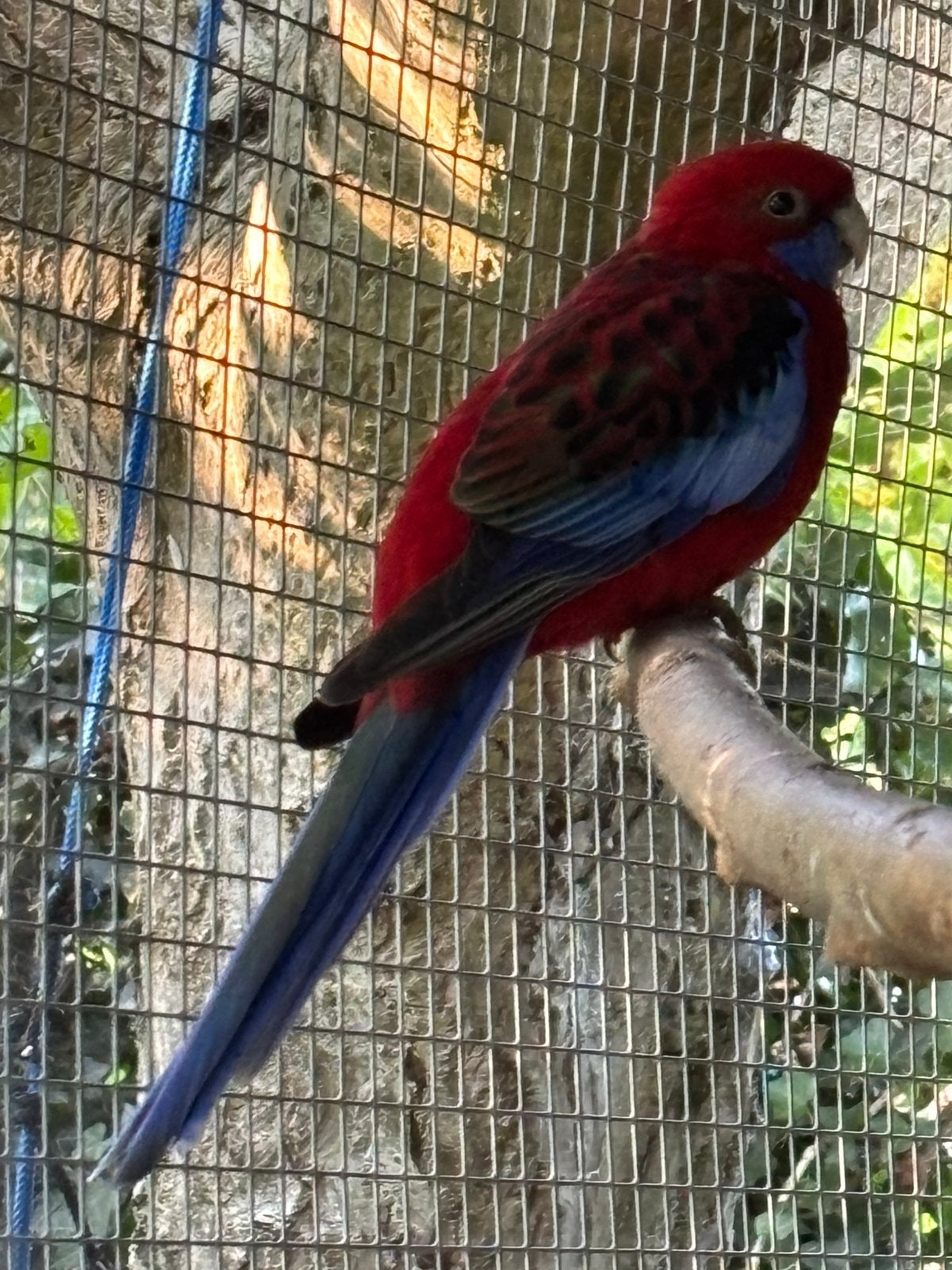 Pennant rosella, Vrouwelijk, Parkiet