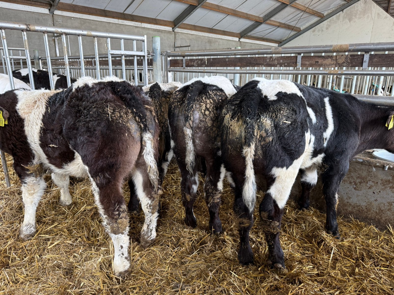 16 super dikbil stieren te koop, Dieren en Toebehoren, Runderen, Vrouwelijk