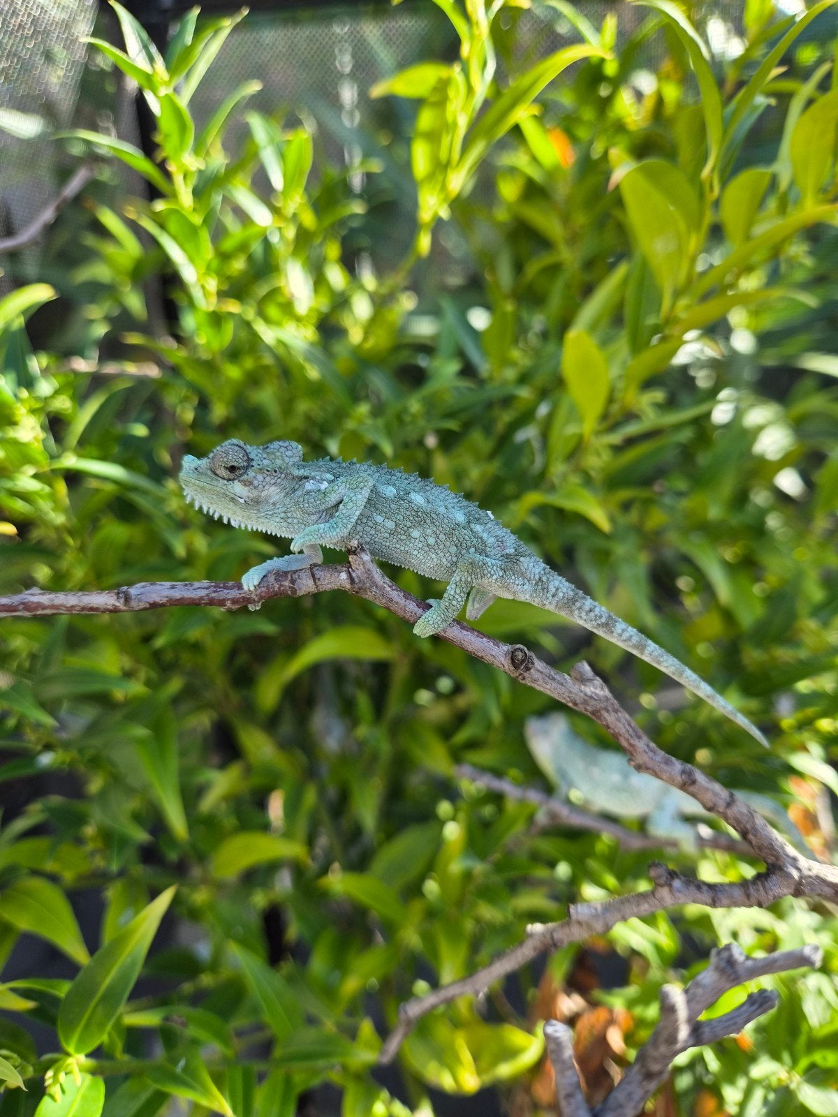 Helmkameleon (Trioceros Hoehnelii) nakweek Chameleon photo 12