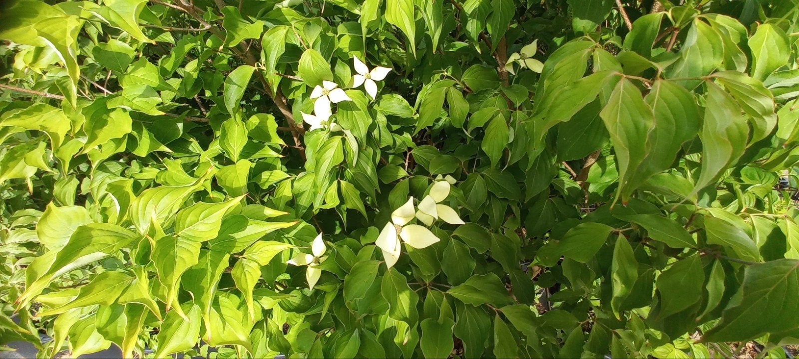 Japanse kornoelje 'Chinensis' - Cornus kousa 'Chinensis', Halfschaduw, Overige soorten, Lente, 100 tot 250 cm