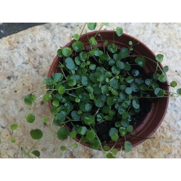 gezocht peperomia emarginella, Overige soorten, Minder dan 100 cm, Groene kamerplant, Halfschaduw