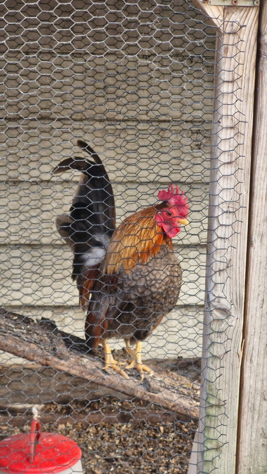 Ayam serama haan, Dieren en Toebehoren, Mannelijk, Kip