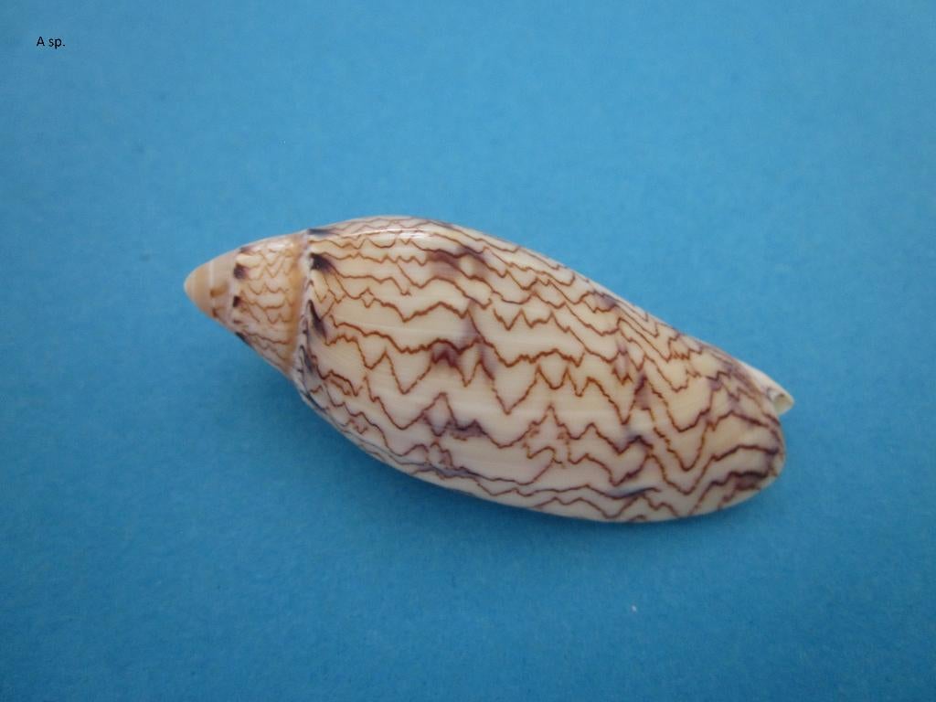Schelpen: mix 5, Ophalen of Verzenden, Schelp(en)