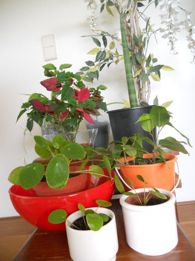 10 kamerplanten + bloempotten, Ophalen, Overige soorten, Halfschaduw, In pot